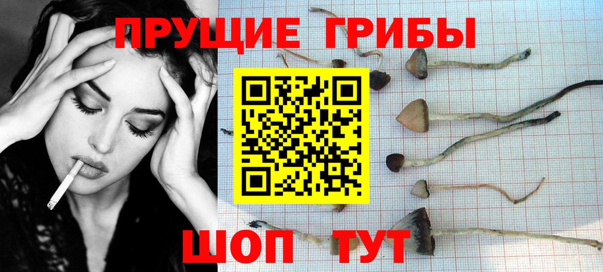 Галлюциногенные грибы Psilocybine cubensis Сергиев Посад